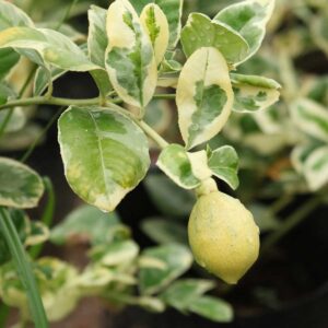 cay chanh cam thach 3