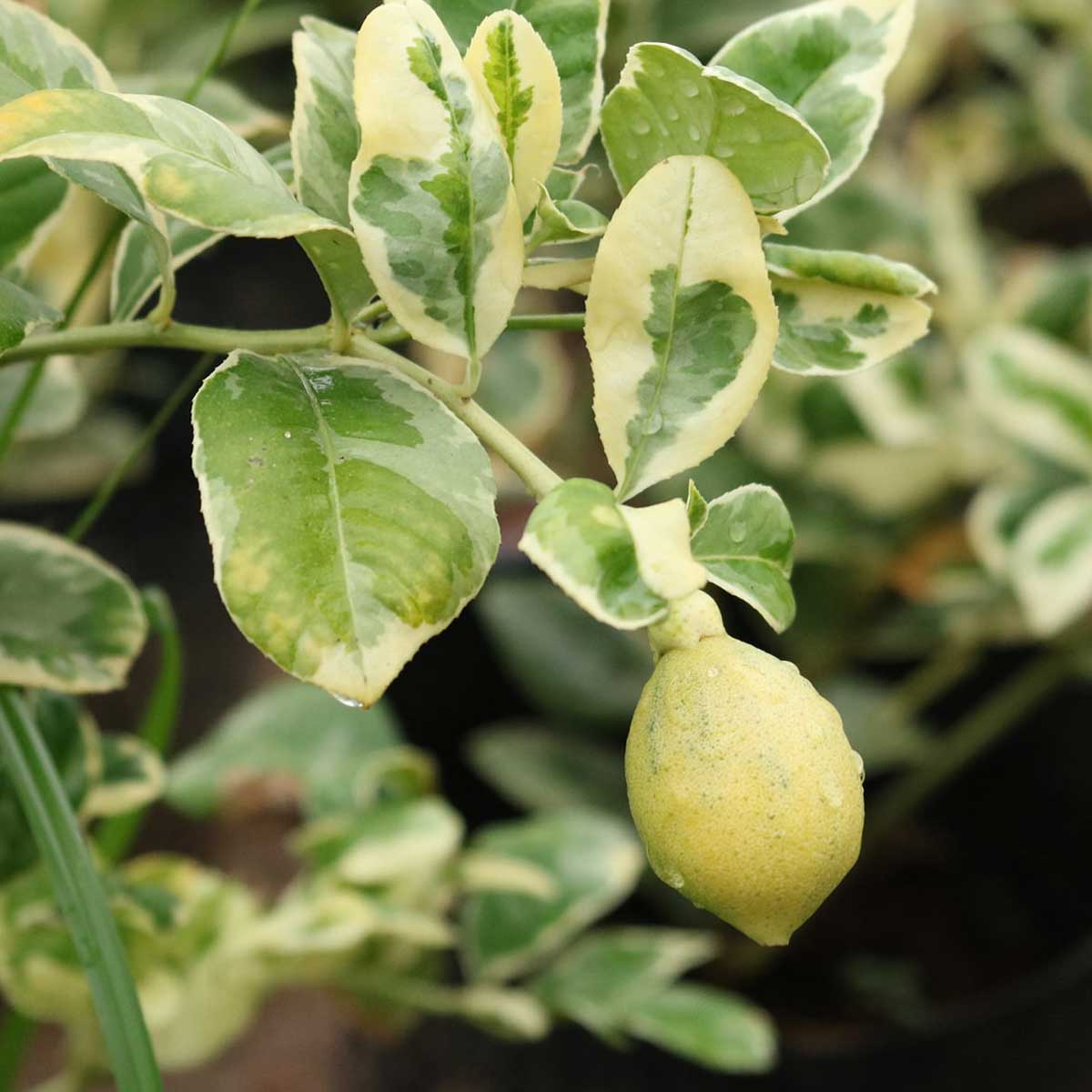 cay chanh cam thach 3