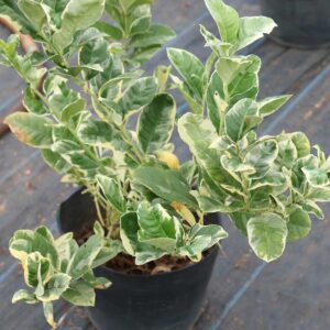 cay chanh cam thach 4