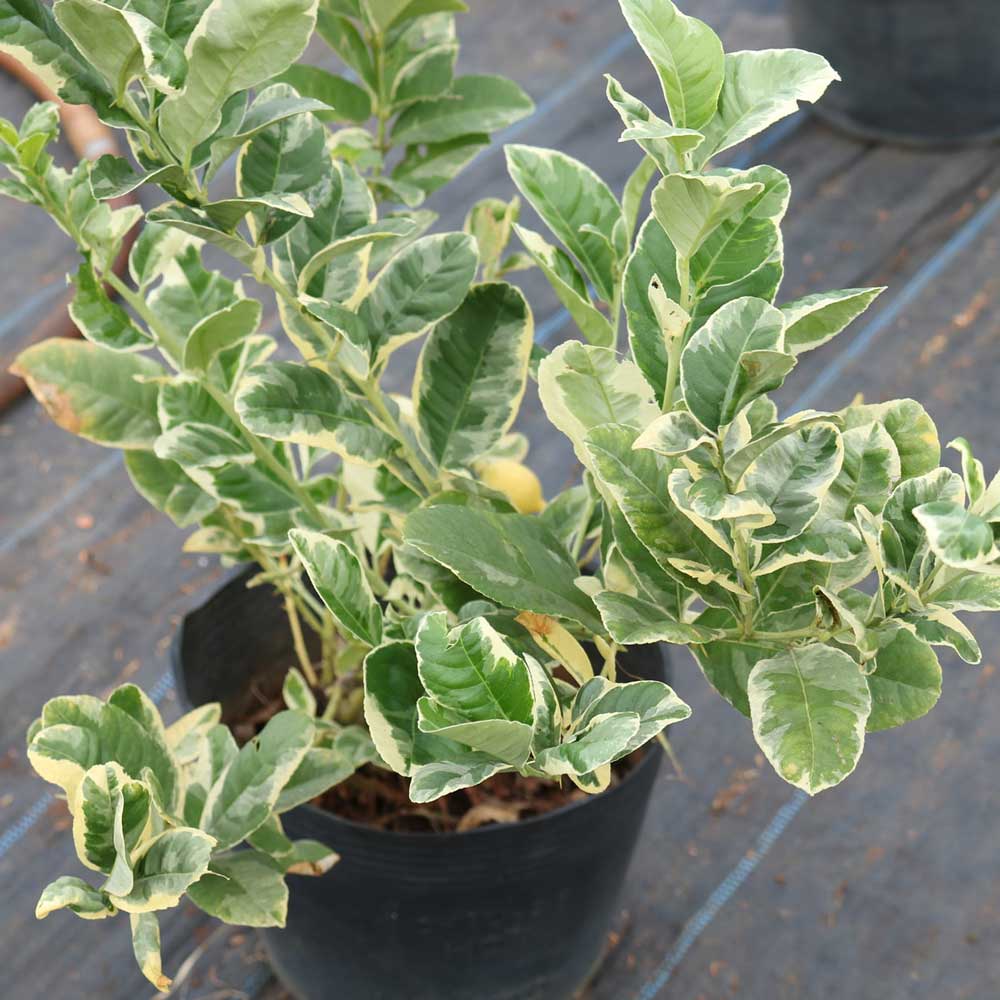 cay chanh cam thach 4