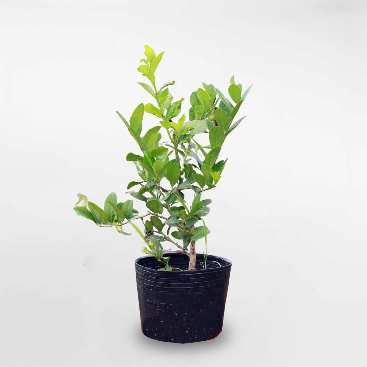 cay chanh vang my eureka 1