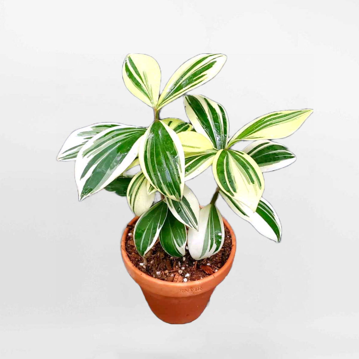 cay chong chong var chau dat nung