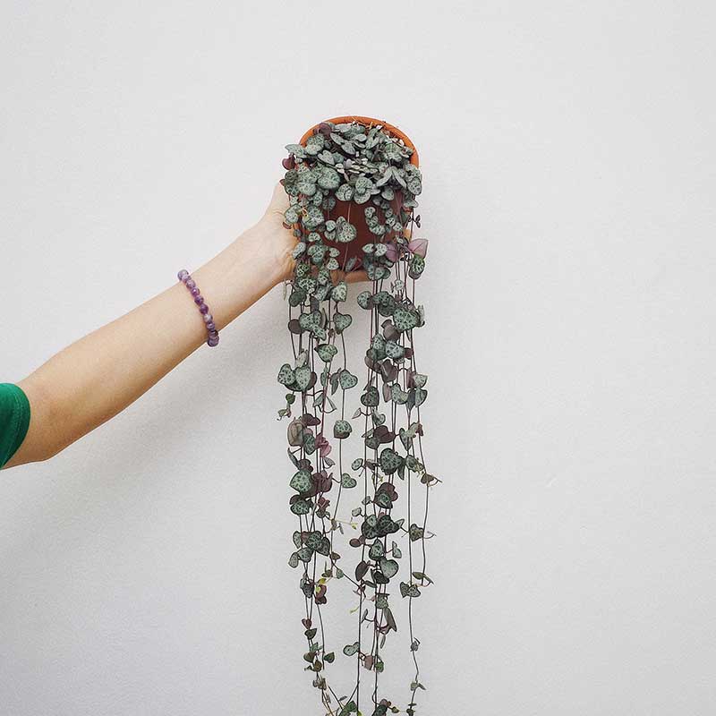 cay chuoi tim string of hearts