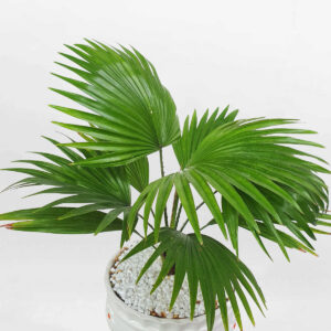 cay co la xe de ban chau su trang 1