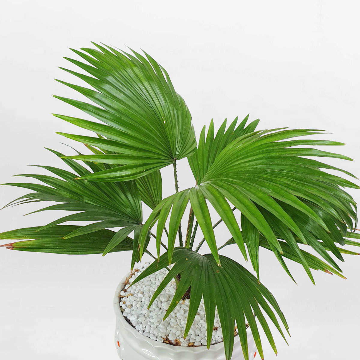 cay co la xe de ban chau su trang 1