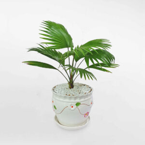 cay co la xe de ban chau su trang 1a