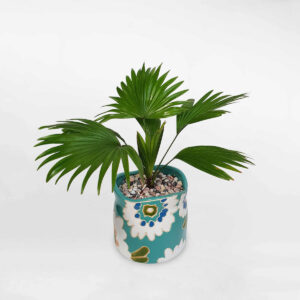 cay co la xe mini de ban 1