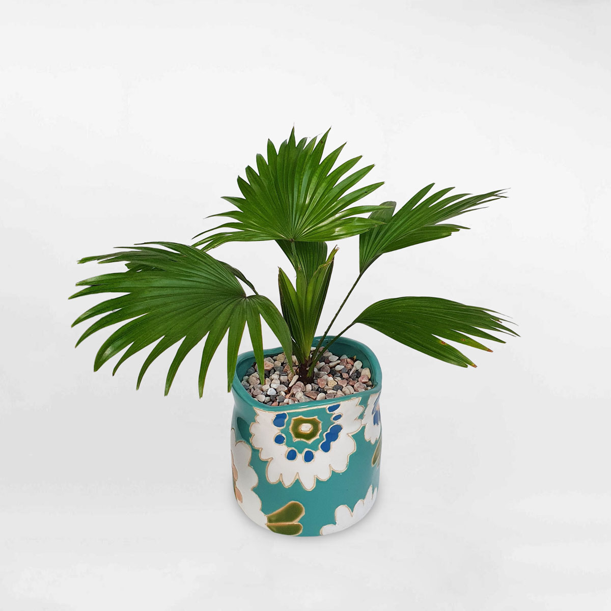 cay co la xe mini de ban 1