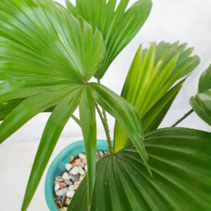 cay co la xe mini de ban 2