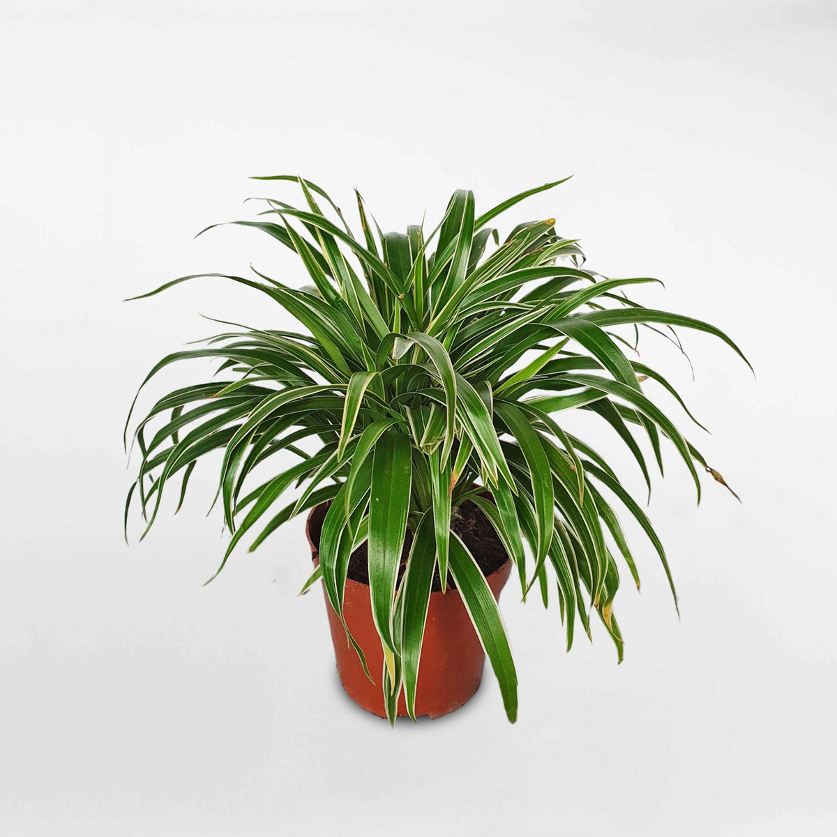 cây cỏ lan chi để bàn