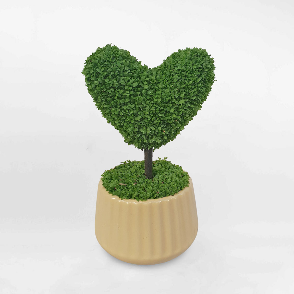 cay co may man chau su 1