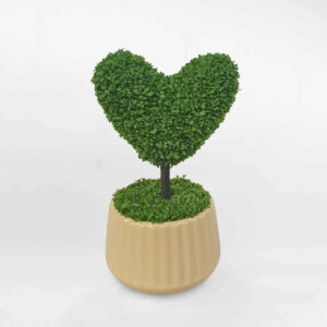 cay co may man chau su 1