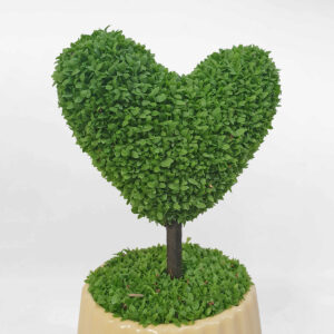 cay co may man chau su 2