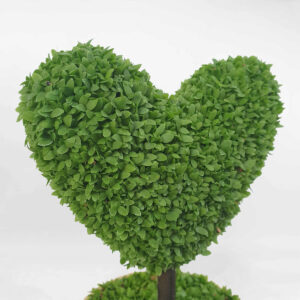 cay co may man chau su 3