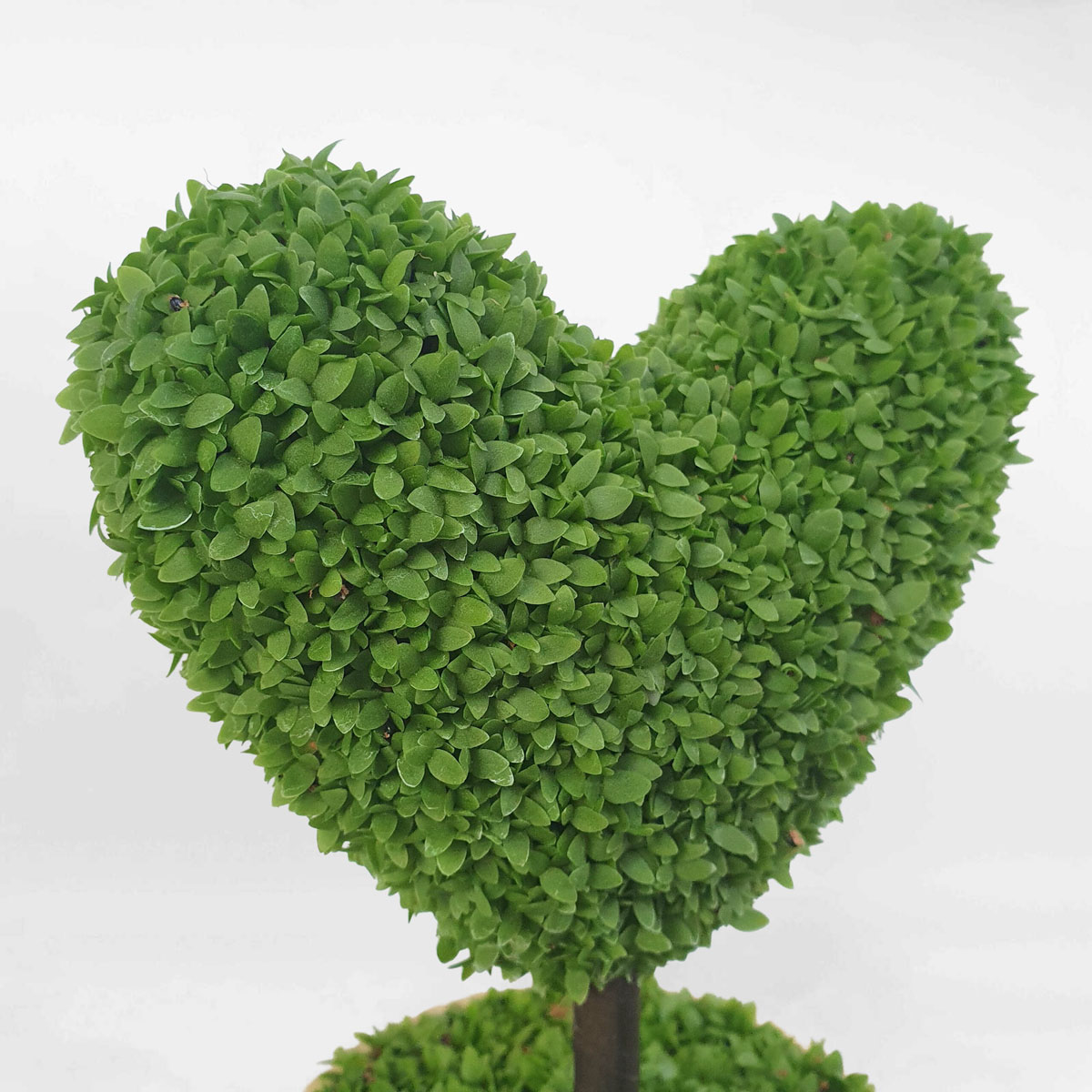 cay co may man chau su 3