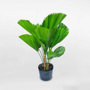 cay co nhat chau uom