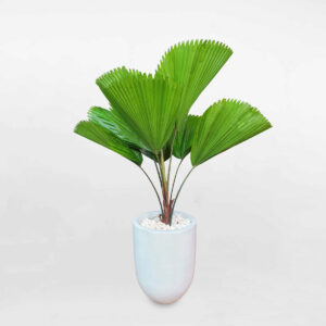 cay co nhat chau xi mang son trang 1a