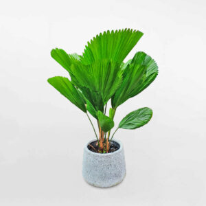 cay co nhat de van phong chau xi mang