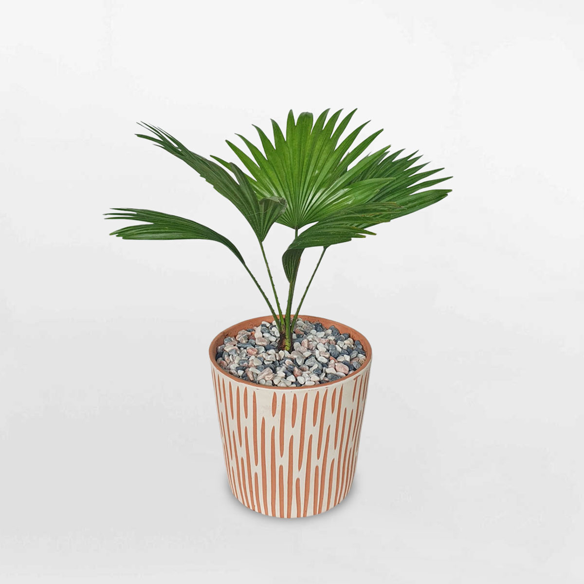 cay co nhat nho de ban