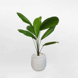 cay co nhat nho de san 1