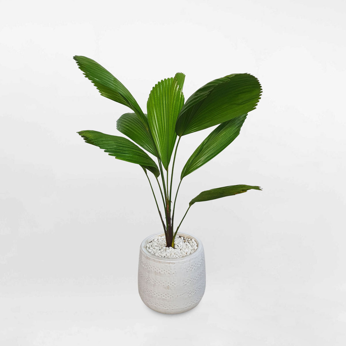 cay co nhat nho de san 1