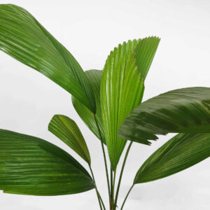 cay co nhat nho de san 2