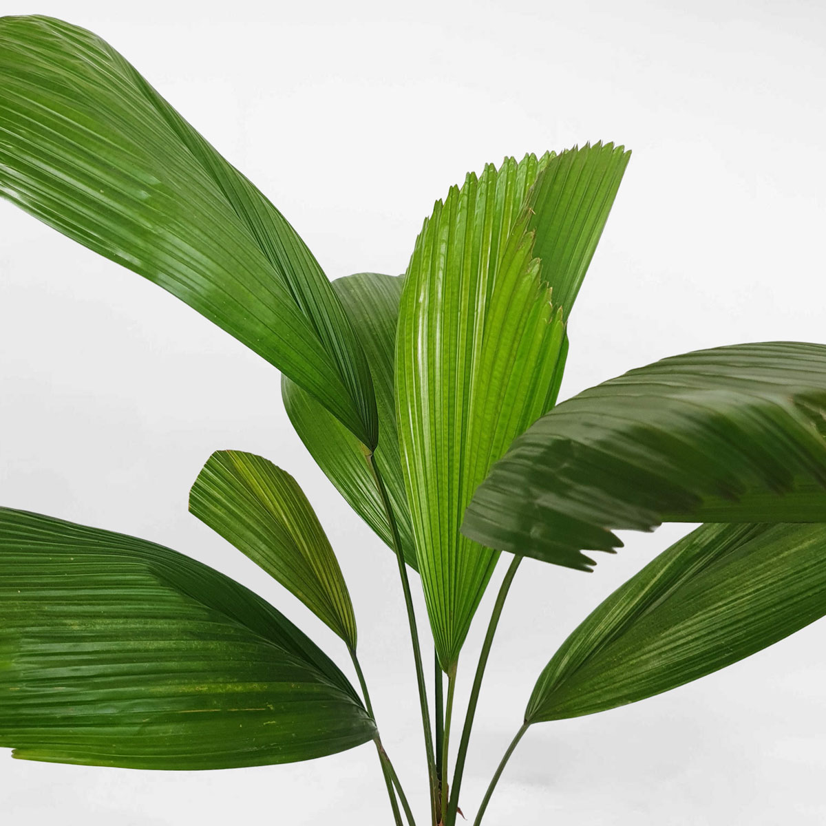 cay co nhat nho de san 2