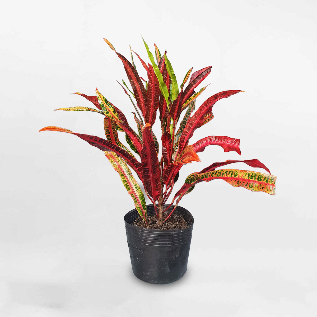 cây cô tòng đuôi lươn