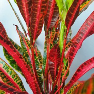 cây cô tòng đuôi lươn