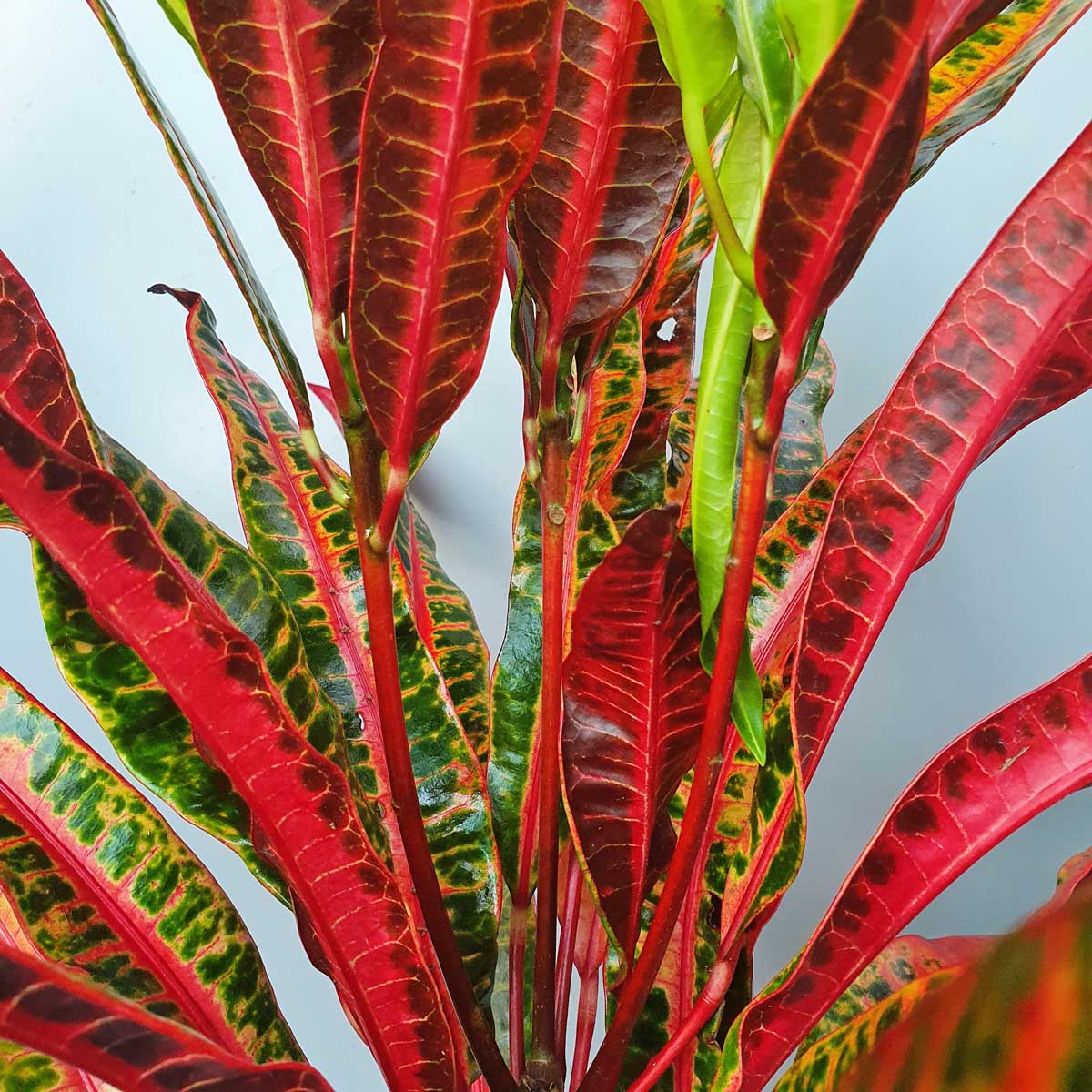 cây cô tòng đuôi lươn