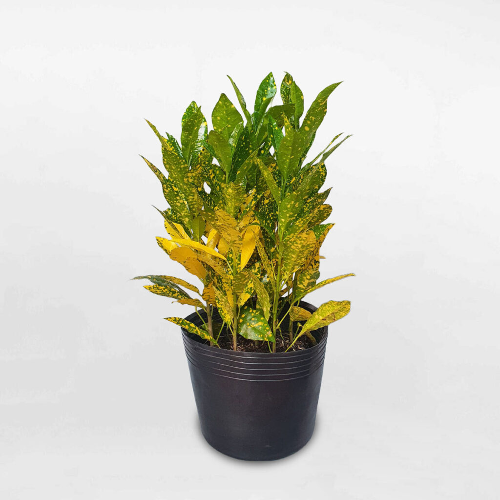 cây cô tòng vàng