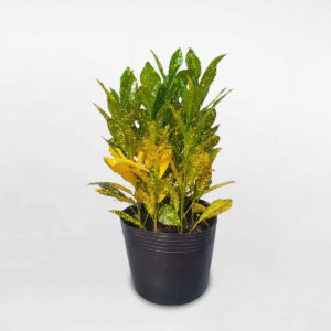 cây cô tòng vàng