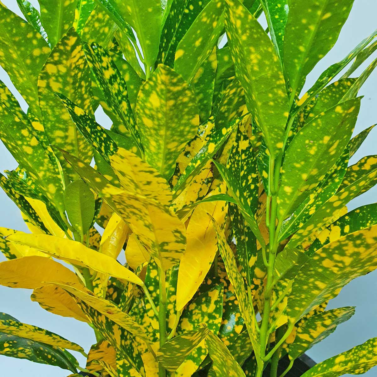 cây cô tòng vàng