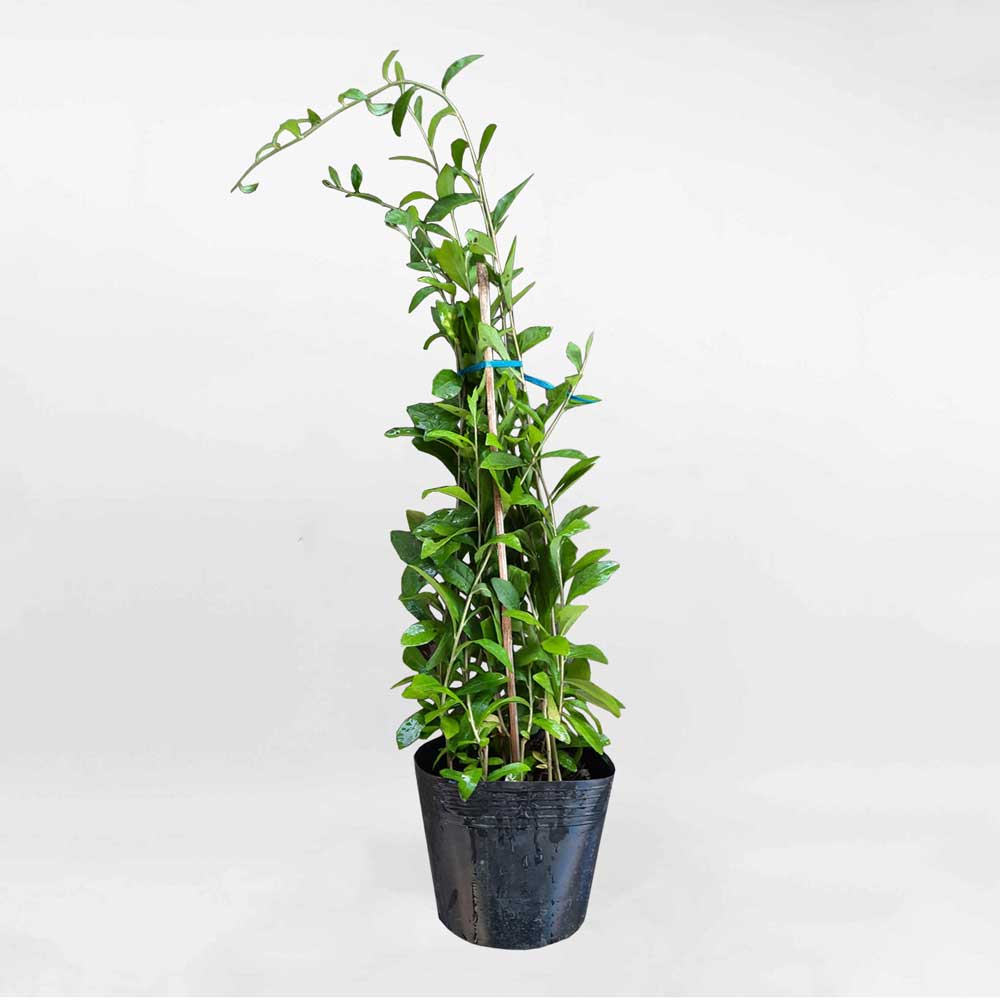 bán cây cúc tần ấn độ