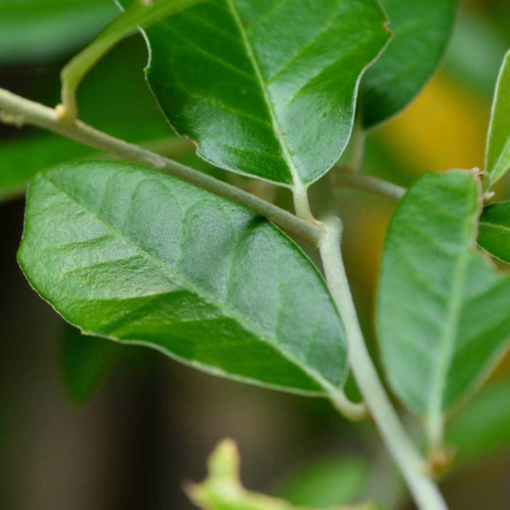 cay cuc tan an do Vernonia elliptica 2 1