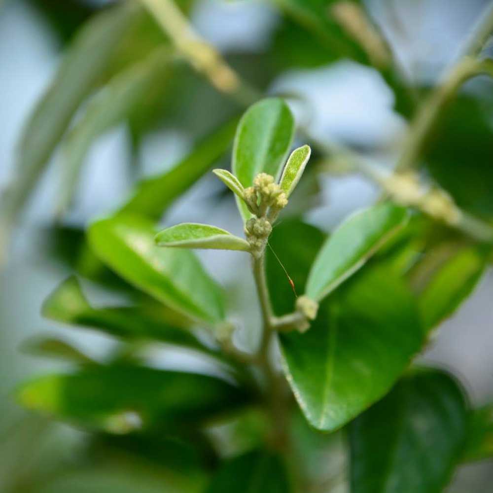 cay cuc tan an do Vernonia elliptica 3 1