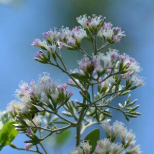 hoa cúc tần ấn độ