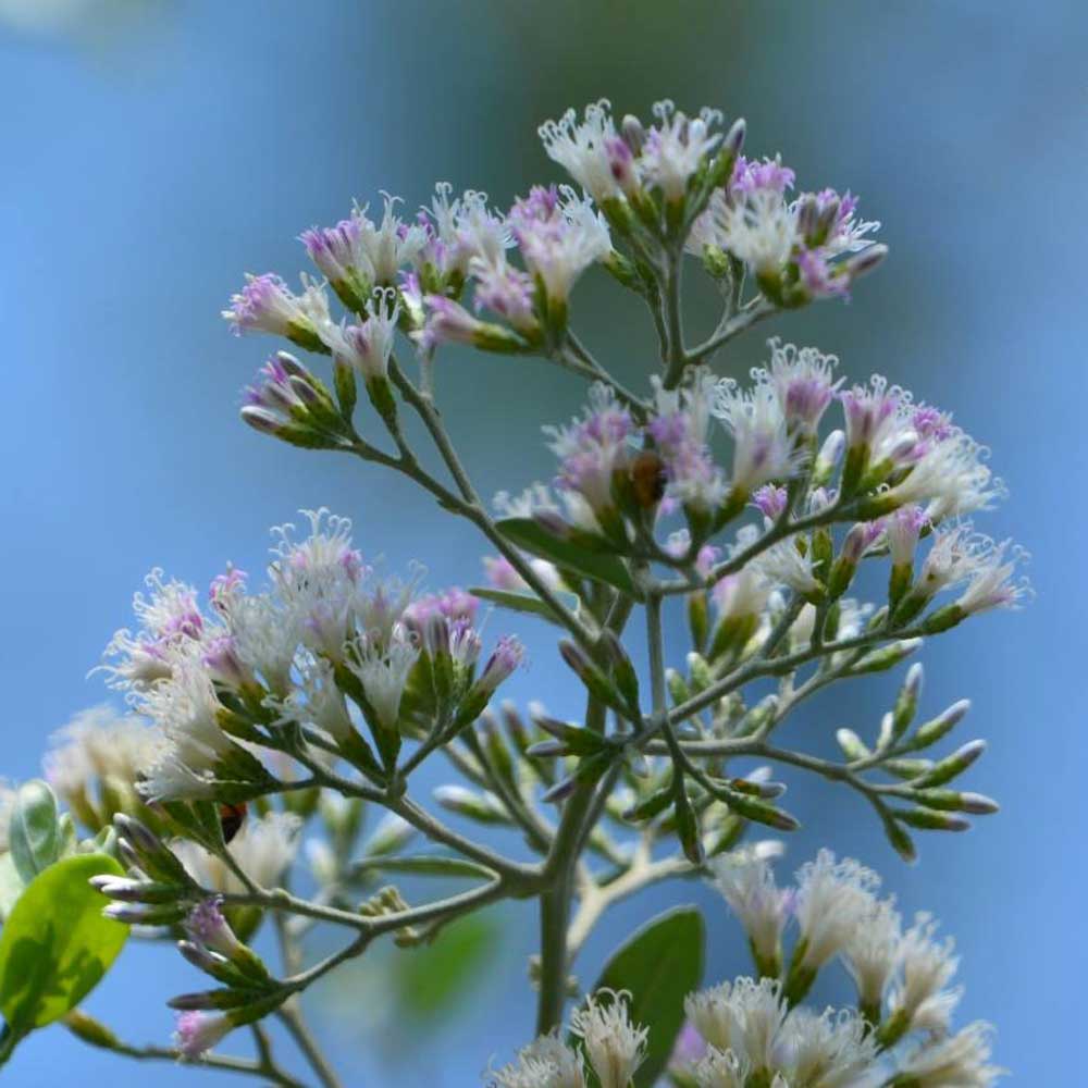 hoa cúc tần ấn độ