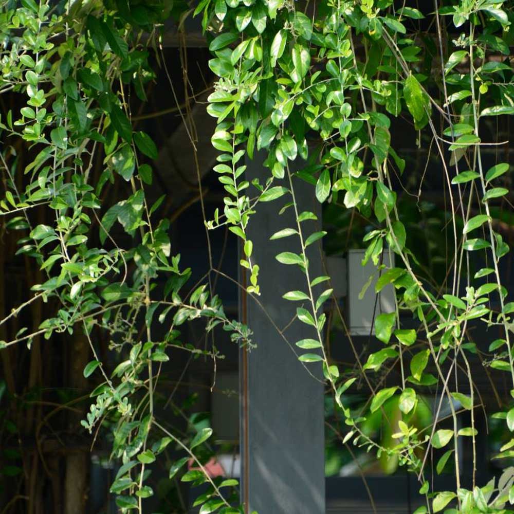 cay cuc tan an do Vernonia elliptica 5 1