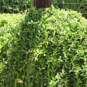 cay cuc tan an do Vernonia elliptica 6 1