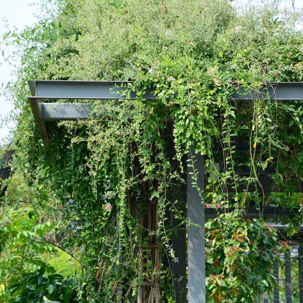 cay cuc tan an do Vernonia elliptica 7 1