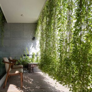 cay cuc tan an do Vernonia elliptica 8 1