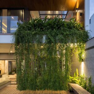 cay cuc tan an do Vernonia elliptica 9 1