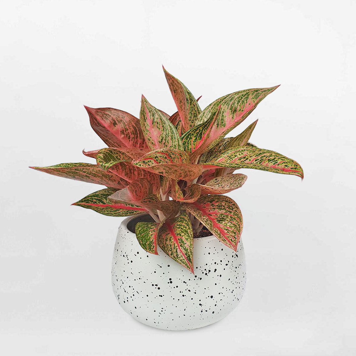 cay cung dien chau su trang