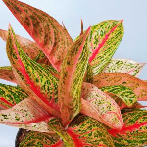 cay cung dien vang aglaonema legacy 2