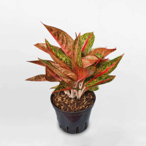 cay cung dien vang aglaonema legacy