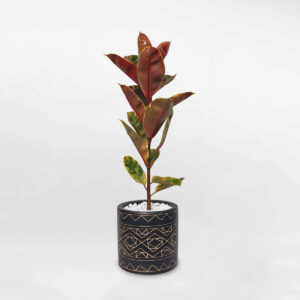 cay da bup do cam thach chau su tho cam 1