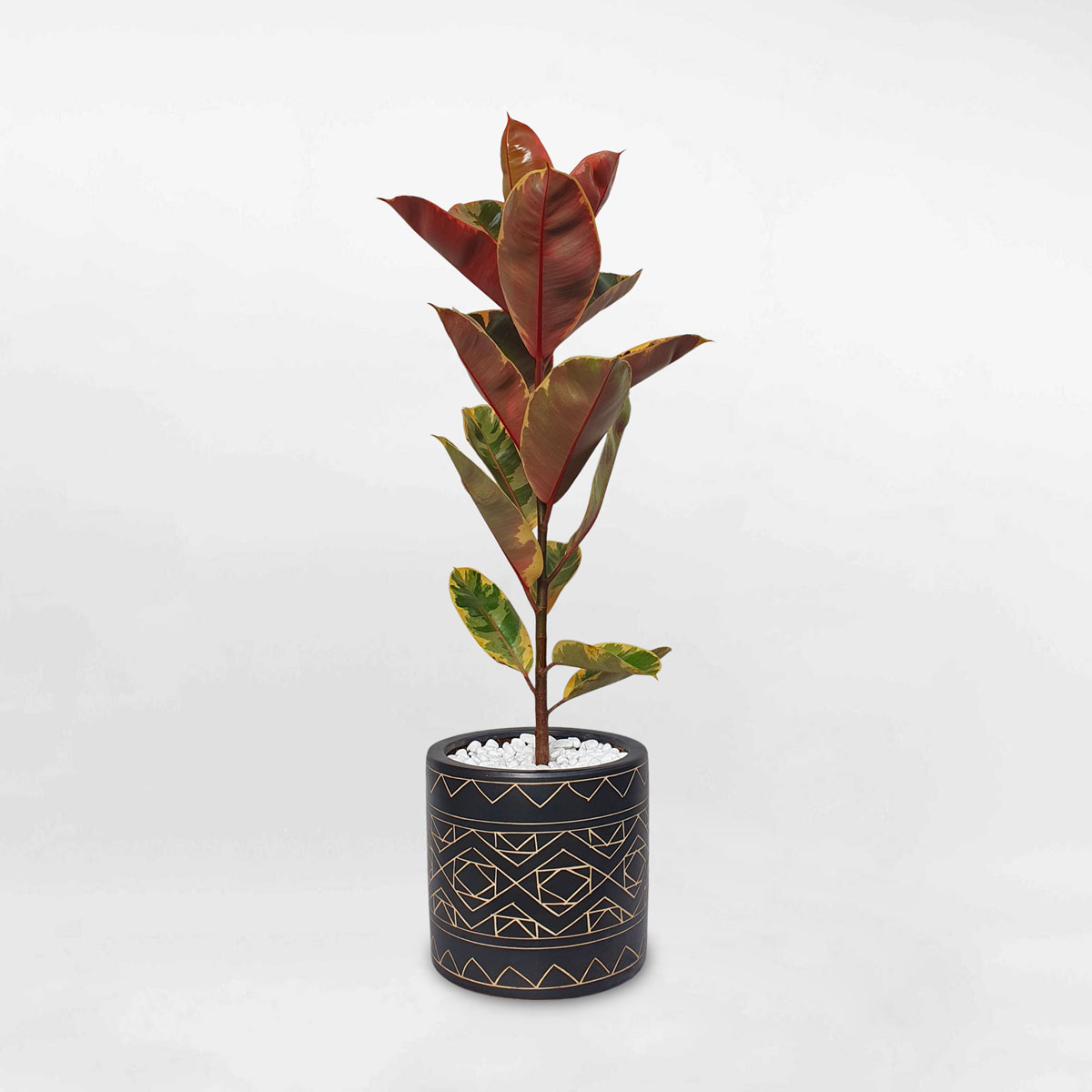 cay da bup do cam thach chau su tho cam 1