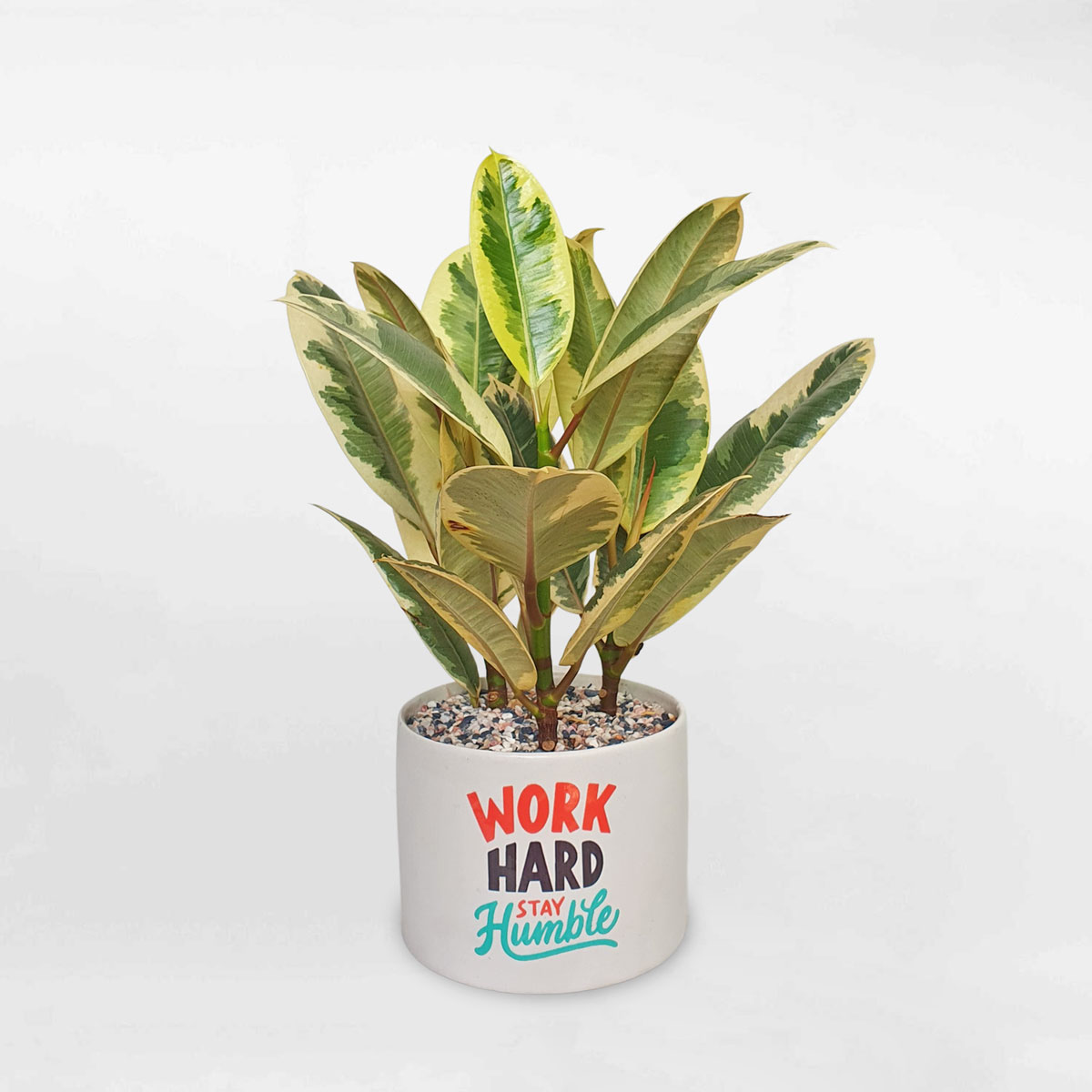 cay da bup do cam thach chau su trang 1 1