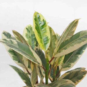 cay da bup do cam thach chau su trang 2